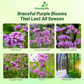 Outsidepride Purpletop Verbena Seeds for Planting - 5000 Pcs. Annual, Drought Tolerant & Easy to Grow, Ground Cover with Fragrant & Vibrant Blooms for Containers, Borders & Pollinator Gardens