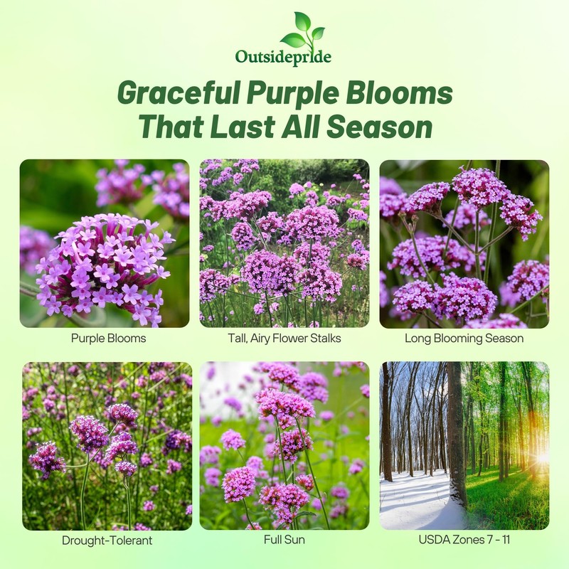 Outsidepride Purpletop Verbena Seeds for Planting - 5000 Pcs. Annual,