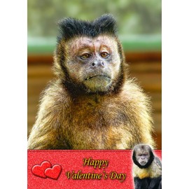 Monkey Animal Valentines Day Card