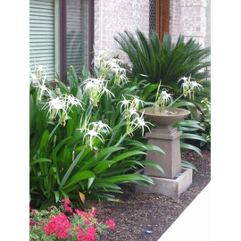 Hymenocallis 'Tropical Giant' is Often Called a 'White Spider Lily' and is Versatile and Cold Hardy as it Blooms in Late Summer/ 2 Small Bulbs