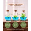 Venus Fly Trap, Grow Your Own Venus Flytrap in a