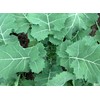 2000 Premier Kale Seeds for Planting Heirloom Non GMO 8+
