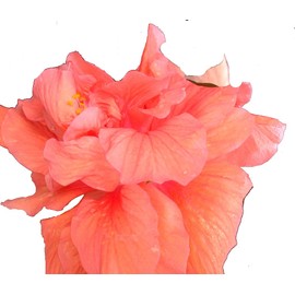 Jane Cowl Orange Peach Tropical Hibiscus Live Plant Double Flower Landscape Type Starter Size 4 Inch Pot Emerald TM