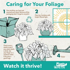 Aralia Balfouriana, Air Purifying & Easy, House Plant Decor in 6" White Pot, Variegated Live Plant Gift, Indoor Plant for Home, Real Plants & Decorative Plants by Plants for Pets