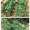 5ft 5-Pack Tomato Cage Support Green Garden Plant Sticks/Stakes for