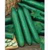 Mr Fothergills Mr Fothergill's 21461 Vegetable Seeds, Cucumber Telegraph Improved