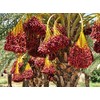 Medjool Date Seeds - 5 - Phoenix dactylifera (Organically Grown)
