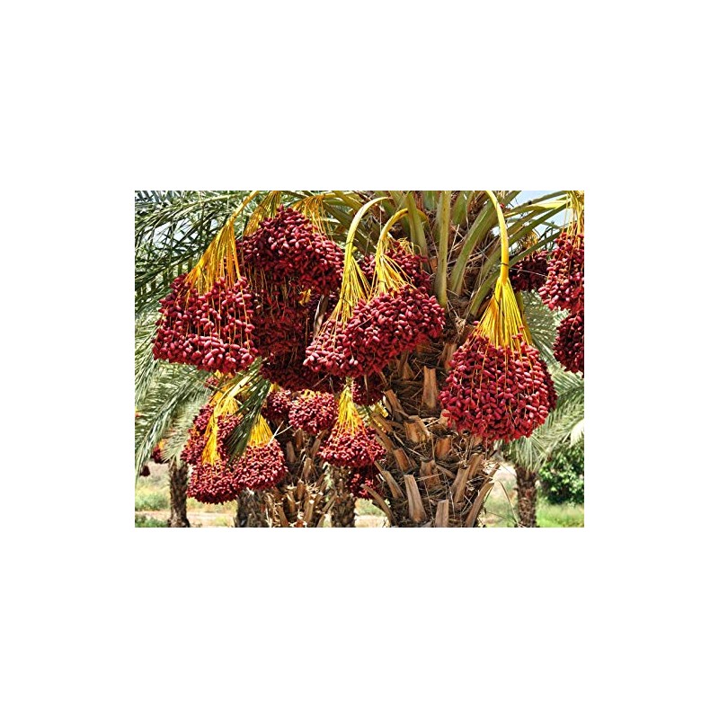Medjool Date Seeds - 5 - Phoenix dactylifera (Organically Grown)