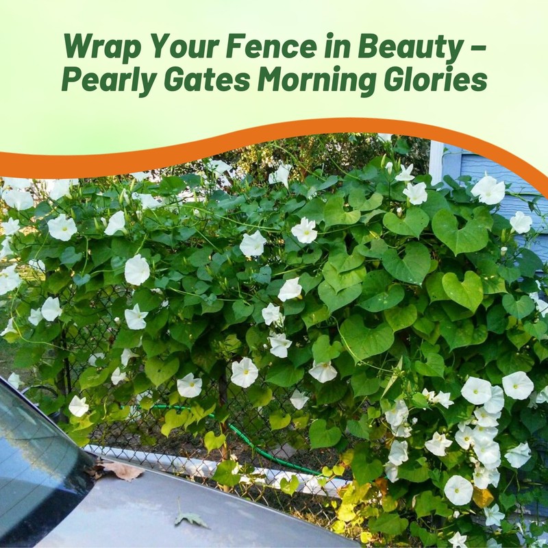 Outsidepride Pearly Gates Morning Glory Seeds - 250 pcs Annual
