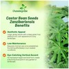 Outsidepride Zanzibariensis Castor Bean Seeds - 100 Pcs Annual Quick-Growing