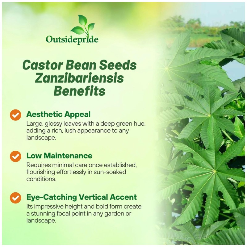 Outsidepride Zanzibariensis Castor Bean Seeds - 100 Pcs Annual Quick-Growing