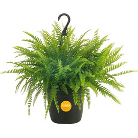 Costa Farms Boston Fern Live Plant in Plastic Pot, Air Purifying Large Indoor & Outdoor Houseplant, Perfect for Home, Room, or Office Decor, Great House Warming or Birthday Gift, 2-3 Feet Tall