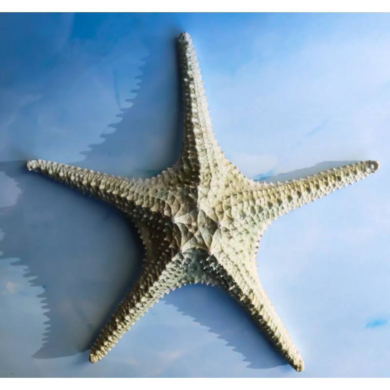 Ebros Gift Jumbo Ocean Coral Sea Star Shell Starfish Statue