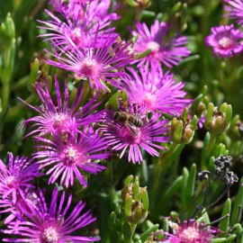 Fresh Iceplant Daisy Seeds 250+ Seeds Daisy Flower, Flower Seeds, Annual Seeds, - Style 9
