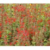 250 Red Scarlet Salvia Sage Flower Seeds Coccinea Blood Texas