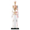 EXPLORA - Skeleton - Anatomy of the Human Body -