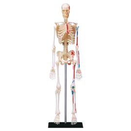 EXPLORA - Skeleton - Anatomy of the Human Body - 546059 - Realistic Model with 46 Pieces - Assembly Instructions and Educational Quiz - Discovery Kit - Children's Game - Scientific - From 8 Years