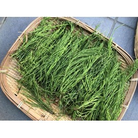 Dried Horsetail, 2.4 oz (60 g), 18.0 oz (510 g), Made in Japan, Organic Grown, Organic, Tincture, Monkei, Excetin, Mineral, Silicon, Saponin, Alkaloid, Flavonoid, Bath Salt