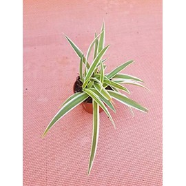Live Spider Plant in 2" Pot - Easy Growth - Air Purifying House Plant