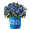 1 Gal. Endless Summer Pop Star Hydrangea Shrub