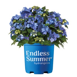 1 Gal. Endless Summer Pop Star Hydrangea Shrub