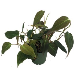 Rare Velvet Leaf Bronze Micans Vine - Philodendron - 4" Pot - Collector's Series