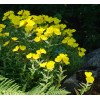 Mother Nature's Seeds EVENING PRIMROSE Native Heirloom Oenothera Wildflower Yellow