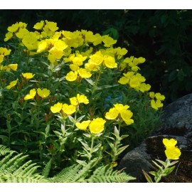 Mother Nature's Seeds EVENING PRIMROSE Native Heirloom Oenothera Wildflower Yellow Non-GMO 1000 Seeds!