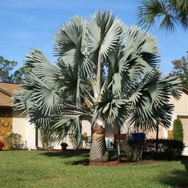 Silver Bismarckia Palm Tree - 5 Seeds - Stunning Tropical Addition for Your Landscape