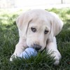 Kong juguete Interactivo clasico para cachorro rosa/azul mediano