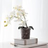TRUEDAYS Orchid Pot - 4 Pack 4 Inch Clear Plastic