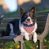 E-Clover 4th of July Dog Bandanas & Matching Scrunchie Set