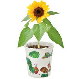 Seishin Pottery Year-round Home Garden Easy Cultivation Kit Mini Sunflower Flower Growing Set (Independent Research) Pot Diameter Approx. 4.3 inches (11 cm) The Very Hungry Caterpillar Sticky