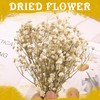 MAKCNMYM 50 Pieces Dried Babys Breath Flower Mini Dry Flowers