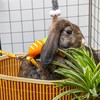 ORZECHKO Rabbit Harness and Leash - Adjustable Bunny Harness Escape