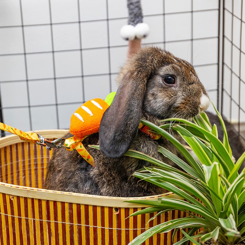 ORZECHKO Rabbit Harness and Leash - Adjustable Bunny Harness Escape