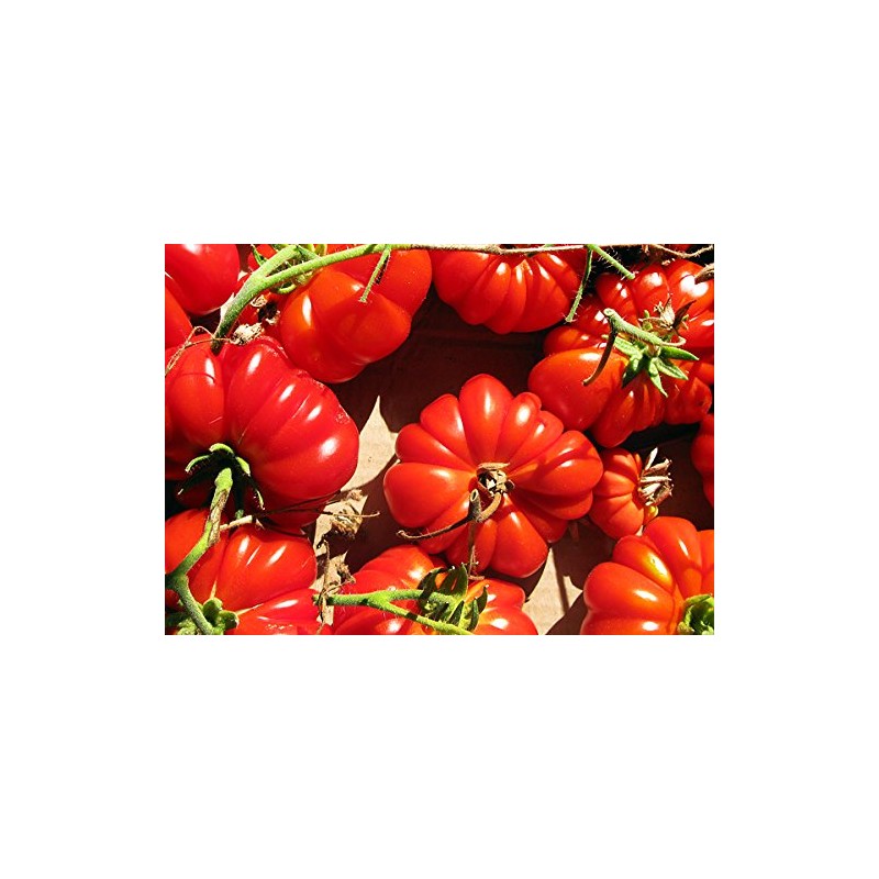 30 Costoluto Genovese Pomodoro Tomato Seeds, Heirloom Non-GMO, Low Acid,