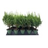 Sea Green Juniper - 5 Live 4 Inch Pots -
