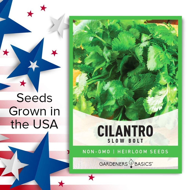 Cilantro Seeds for Planting Heirloom Non-GMO Herb Coriander Plant Seeds