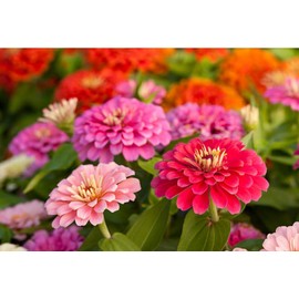 400 Zinnia Flower Seeds for Planting – Non-GMO Heirloom Premium Quality – HOA Cúc Ngũ Sắc – Zinnia Elegans – Bright, Long-Lasting Blooms – Ideal for Beds, Borders & Pollinator Gardens