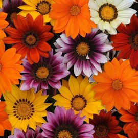 Outsidepride 50 Seeds Perennial Gazania New Day Bright Heat & Drought Tolerant Ground Cover Seed Mix for Planting