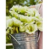 Eustoma / Lisianthus Grandiflorum Thornless Rose Seeds 400 to 4000pcs,