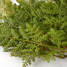 Factory Direct Craft Fern Bush-(3 Bushes) Softly Flocked Vinyl Fern Has a Mossy Outdoor Look for Realism. The Natural Green Coloring Makes Them Perfect for Centerpieces, or Rearrangement of Florals