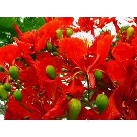 Serendipity Seeds 10 Seeds Tropical Ornamental Delonix regia Flame Tree  Sale