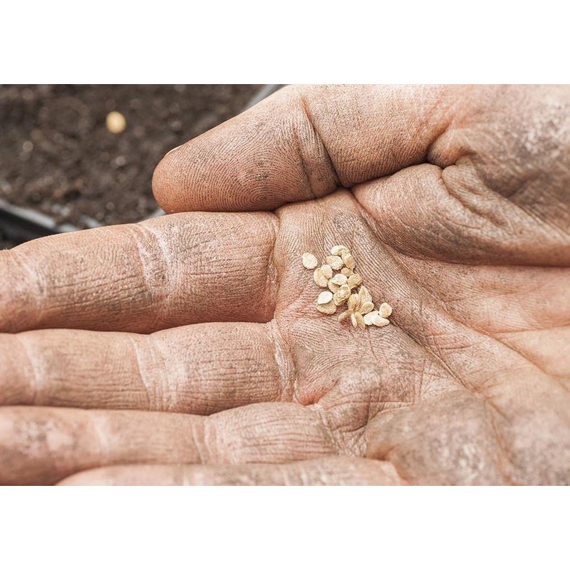 Tomato paste double concentrated 28% 70g (2.46oz). Pack of 6.