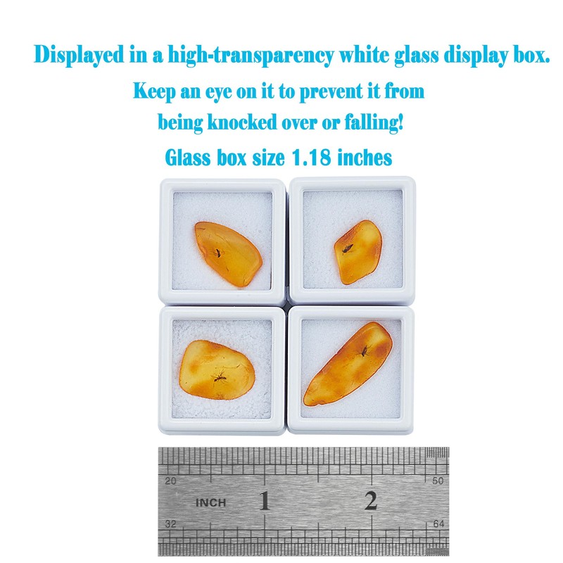 ELEGAMBER Baltic Amber Natural Fossil Insects,Insects from Millions of Years