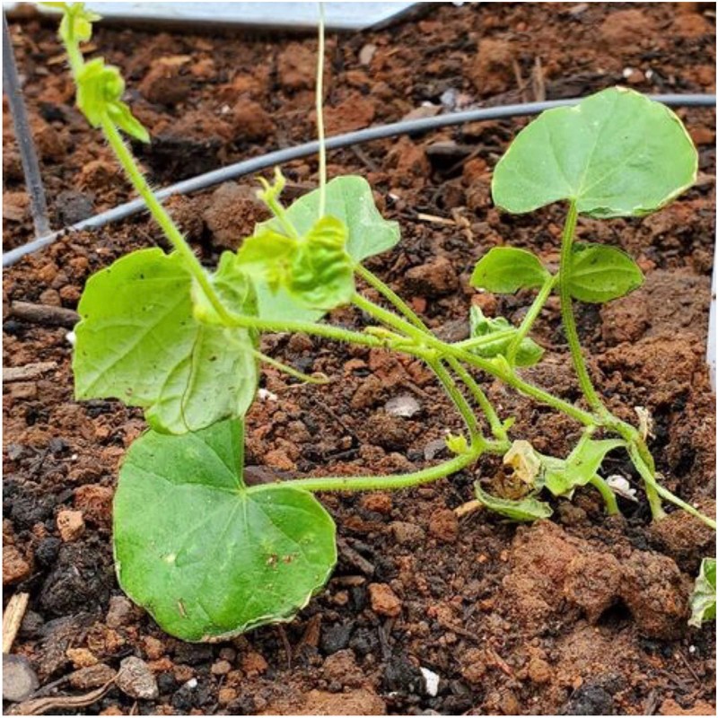 Seed Needs, Cucamelon/Mexican Sour Gherkin Seeds for Planting (Melothria scobra)