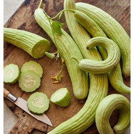 Burpee 'Summer Dance' Cucumber Seeds, 15 Non-GMO seeds