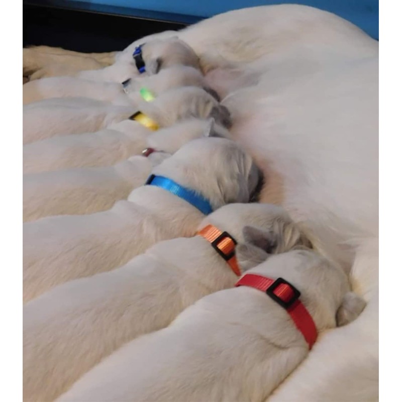 Puppy ID Collar -Identification Adjustable Collars for Newborn Dog Cat,