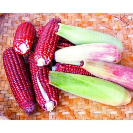 Nygardenia 50pcs Bloody Butcher Corn Heirloom Seeds - Non-GMO, Open-Pollinate